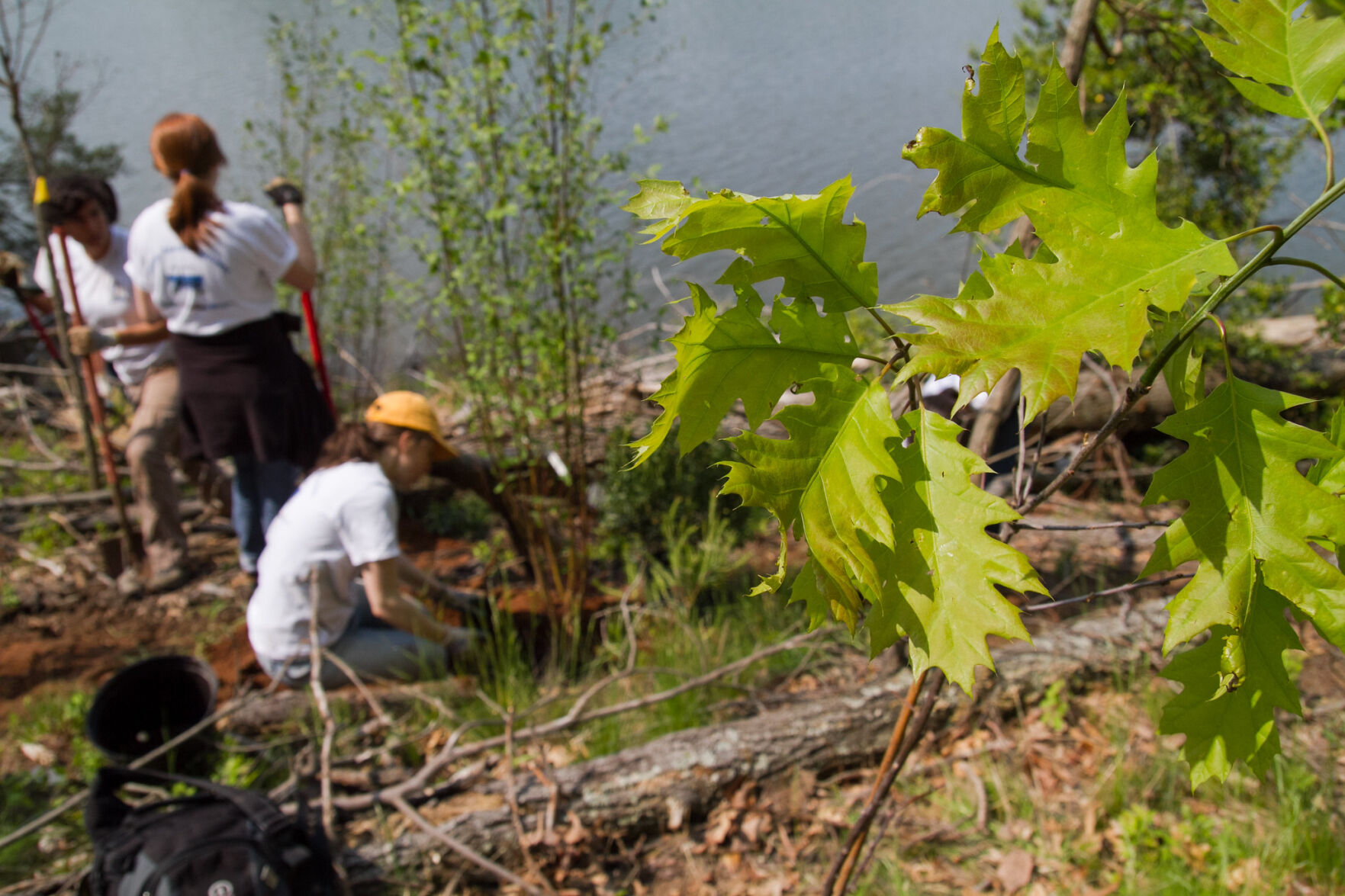 Tree planting in MD
